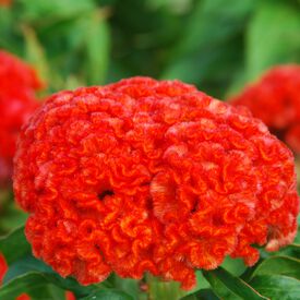 Chief Persimmon, Celosia Seeds